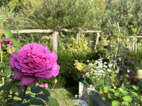 La Sauvagine Terre et Passion®