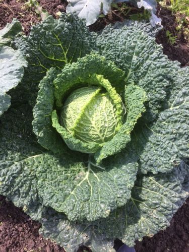 La Sauvagine Terre et Passion®