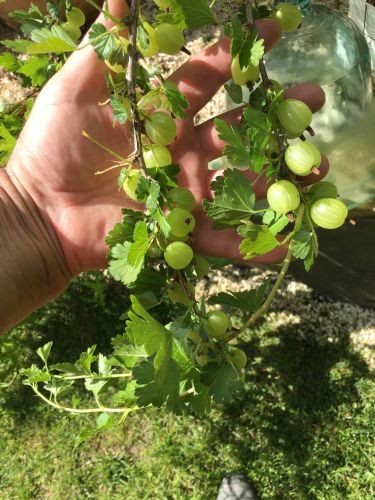 La Sauvagine Terre et Passion®