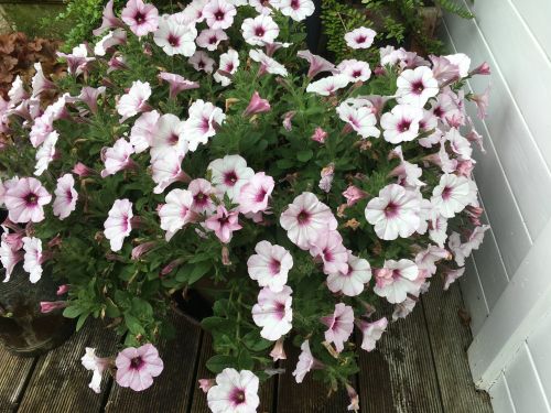 La Sauvagine Terre et Passion®