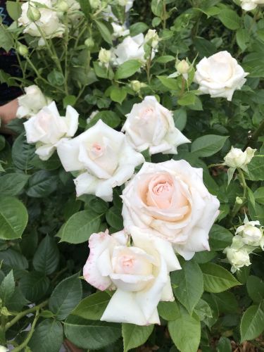 La Sauvagine Terre et Passion®