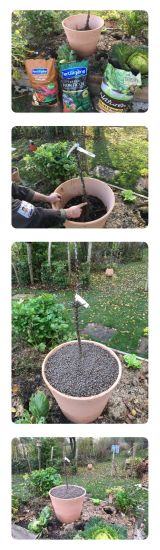 Formation et atelier Arbres Fruitiers