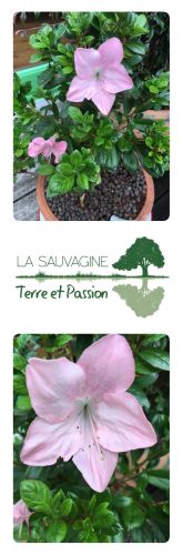 La Sauvagine Terre et Passion®