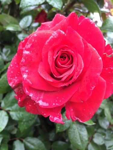 La Sauvagine Terre et Passion®