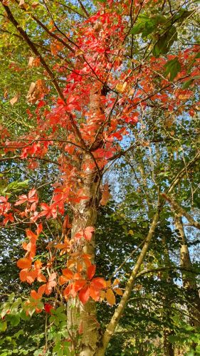 La Sauvagine Terre et Passion®