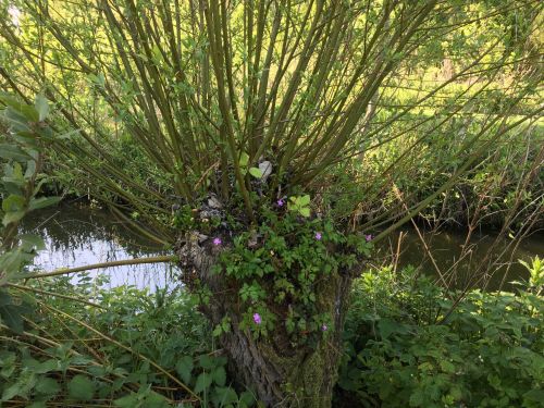 La Sauvagine Terre et Passion®