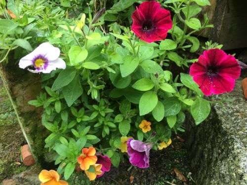 La Sauvagine Terre et Passion®