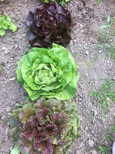 La Sauvagine Terre et Passion®