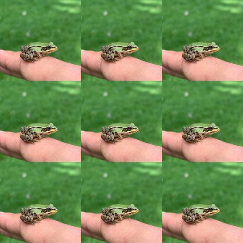 La Sauvagine Terre et Passion®