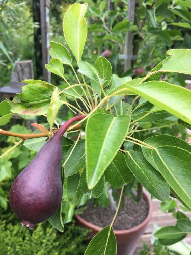 La Sauvagine Terre et Passion®