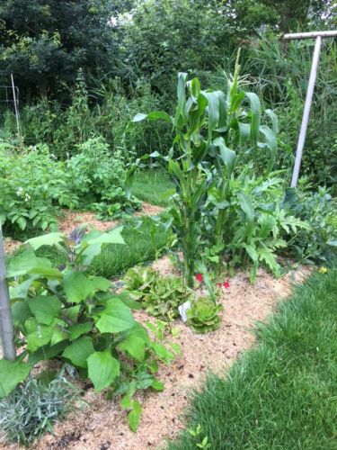 La Sauvagine Terre et Passion®