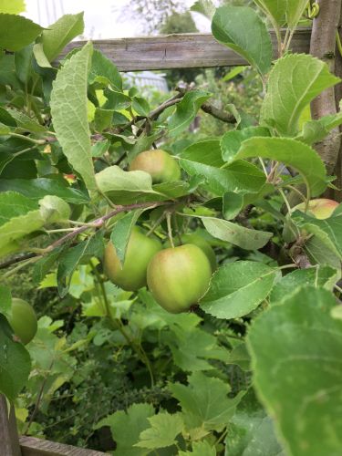 La Sauvagine Terre et Passion®