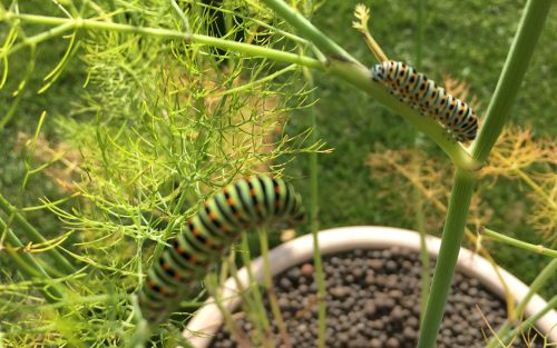 La Sauvagine Terre et Passion®