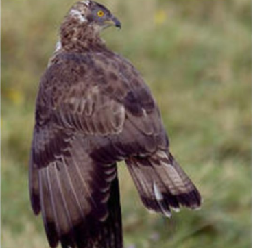 La Sauvagine Terre et Passion®