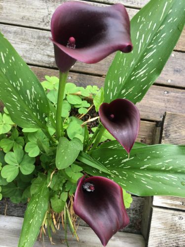 La Sauvagine Terre et Passion®