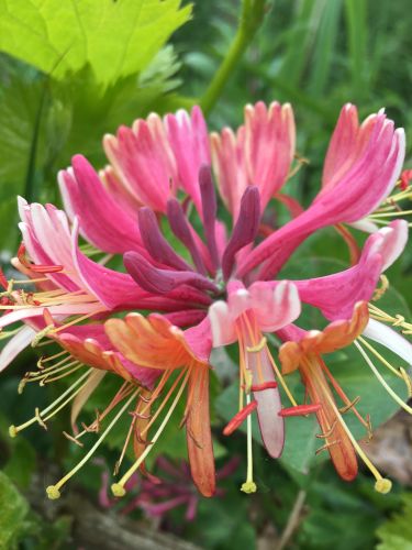 La Sauvagine Terre et Passion®