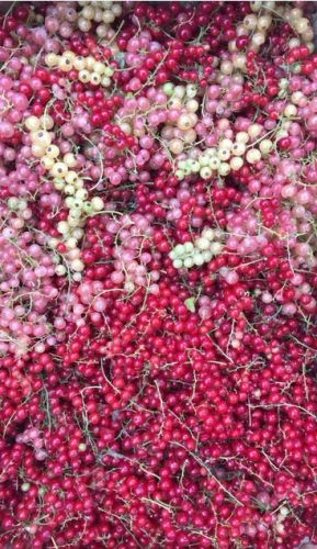 La Sauvagine Terre et Passion®