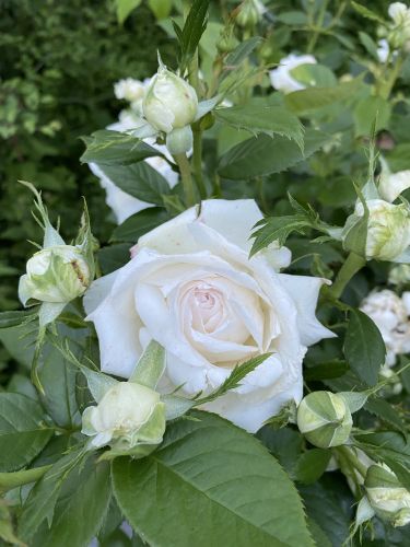 La Sauvagine Terre et Passion®