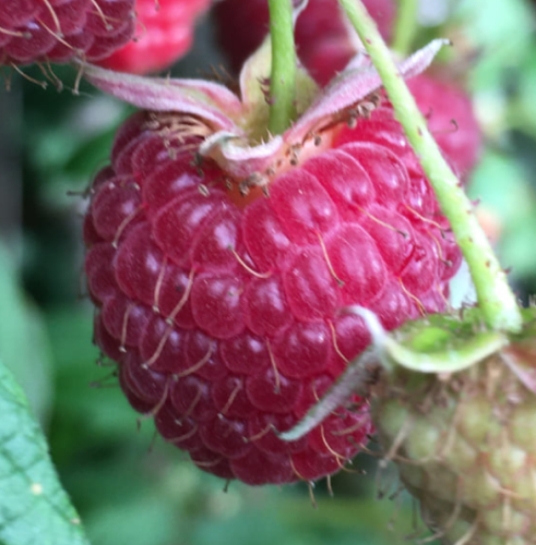 La Sauvagine Terre et Passion®