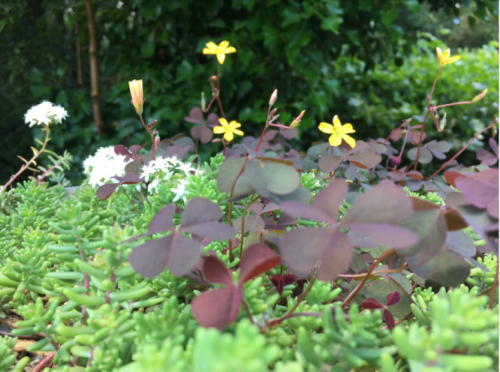 La Sauvagine Terre et Passion®