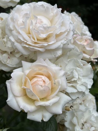 La Sauvagine Terre et Passion®