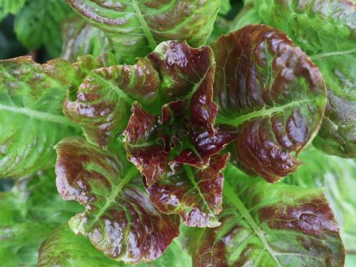 La Sauvagine Terre et Passion®