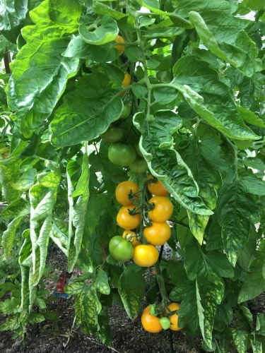 La Sauvagine Terre et Passion®