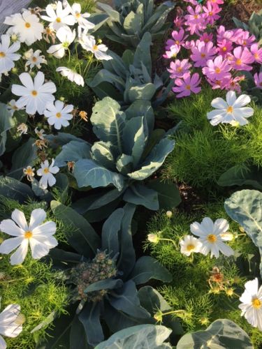 La Sauvagine Terre et Passion®