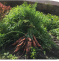 La Sauvagine Terre et Passion®