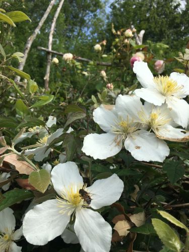 La Sauvagine Terre et Passion®