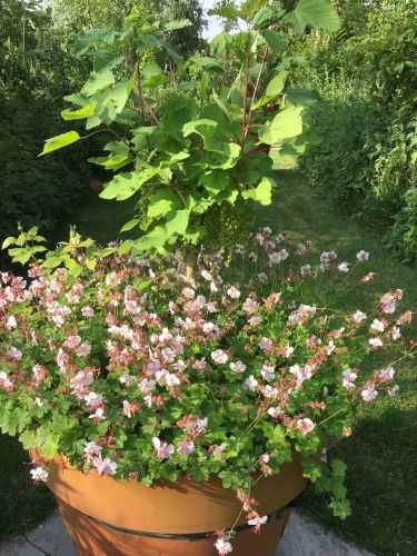 La Sauvagine Terre et Passion®