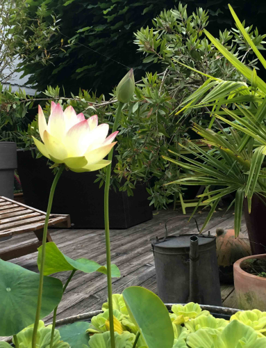 La Sauvagine Terre et Passion®