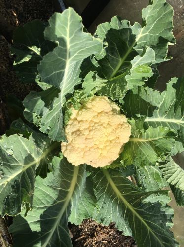 La Sauvagine Terre et Passion®