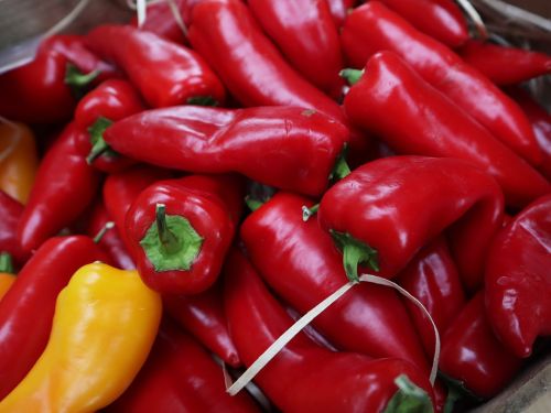 La Sauvagine Terre et Passion®