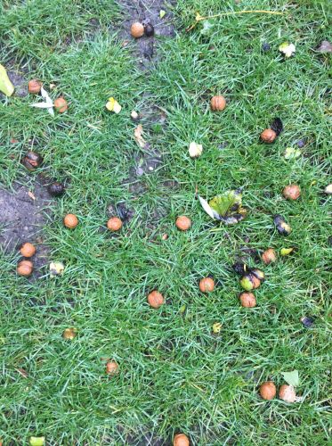 La Sauvagine Terre et Passion®