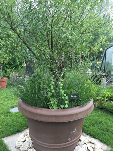 La Sauvagine Terre et Passion®