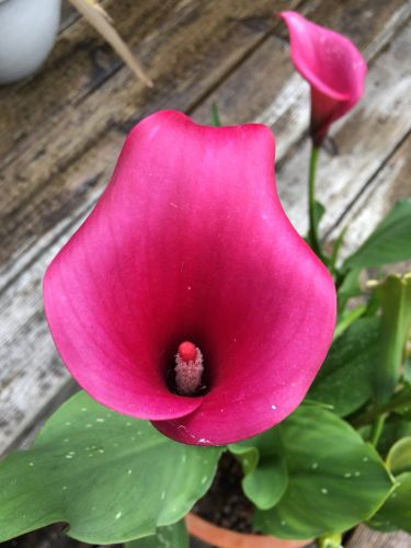 La Sauvagine Terre et Passion®