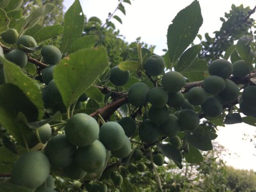 La Sauvagine Terre et Passion®