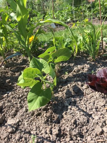 La Sauvagine Terre et Passion®