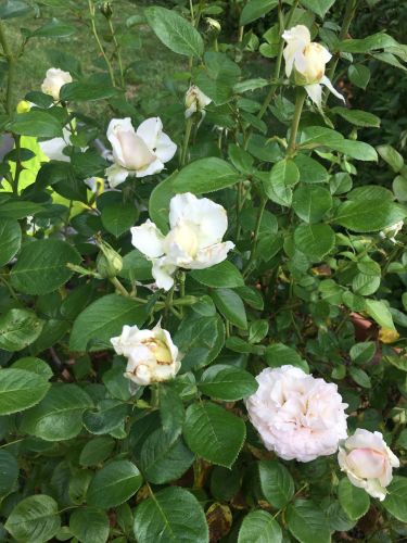 La Sauvagine Terre et Passion®