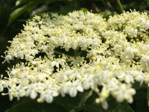 La Sauvagine Terre et Passion®