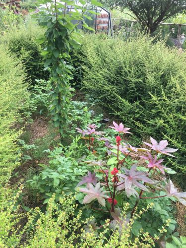 La Sauvagine Terre et Passion®