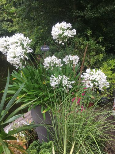 La Sauvagine Terre et Passion®