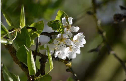 La Sauvagine Terre et Passion®