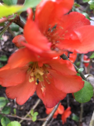 La Sauvagine Terre et Passion®