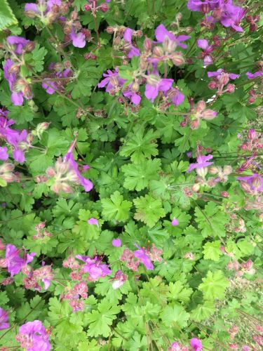 La Sauvagine Terre et Passion®