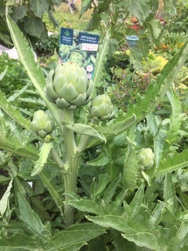 La Sauvagine Terre et Passion®