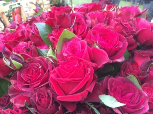 La Sauvagine Terre et Passion®