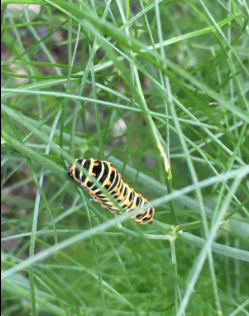 La Sauvagine Terre et Passion®
