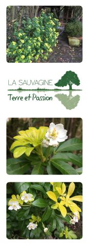 La Sauvagine Terre et Passion®